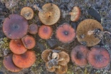 Pholiota castanea image