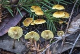 Xeromphalina cauticinalis image