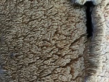 Irpex lacteus image