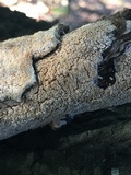 Irpex lacteus image