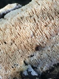 Irpex lacteus image