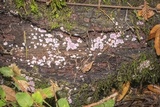 Punctularia atropurpurascens image