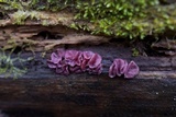 Ascocoryne sarcoides image