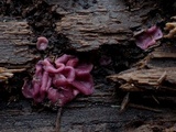Ascocoryne sarcoides image