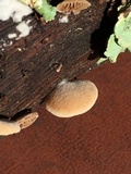 Simocybe haustellaris image