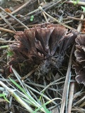 Thelephora multipartita image