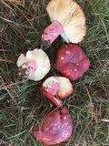 Russula rhodocephala image