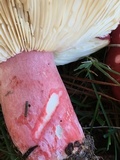 Russula rhodocephala image