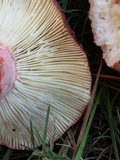 Russula rhodocephala image