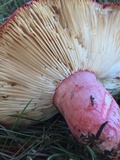 Russula rhodocephala image