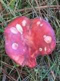 Russula rhodocephala image