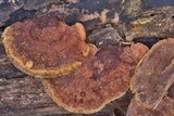 Phellinus gilvus image