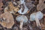 Hygrophorus subsordidus image