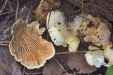 Tapinella panuoides image