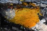 Badhamia utricularis image