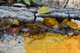 Badhamia utricularis image