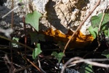 Badhamia utricularis image