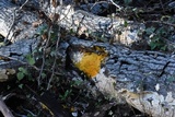 Badhamia utricularis image