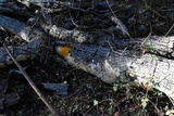 Badhamia utricularis image