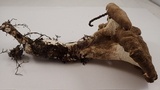 Jahnoporus hirtus image