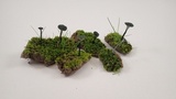 Arrhenia chlorocyanea image