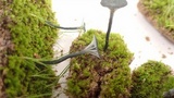 Arrhenia chlorocyanea image
