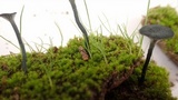 Arrhenia chlorocyanea image