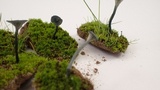 Arrhenia chlorocyanea image