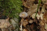 Cortinarius iodes image