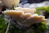 Trametes gibbosa image