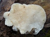Trametes gibbosa image