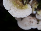 Trametes gibbosa image