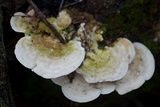 Trametes gibbosa image
