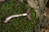 Cortinarius iodes image