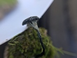 Arrhenia chlorocyanea image
