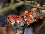 Peniophora rufa image
