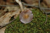 Cortinarius iodes image