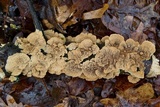Cerrena unicolor image