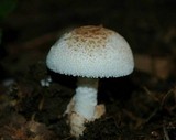 Amanita pseudovolvata image