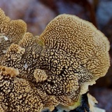Cerrena unicolor image