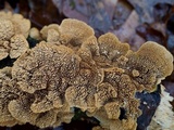 Cerrena unicolor image