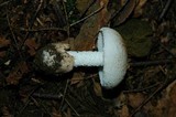 Amanita pseudovolvata image