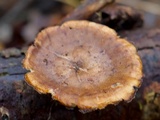 Polyporus brumalis image