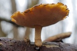 Polyporus brumalis image