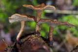 Polyporus brumalis image