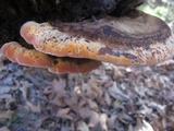 Xanthoporia radiata image