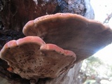 Xanthoporia radiata image