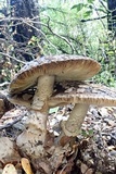 Amanita nothofagi image