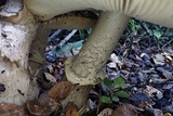 Amanita nothofagi image