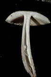 Amanita pekeoides image